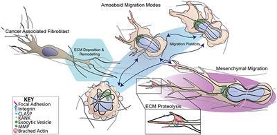 The Role of Melanoma Cell-Stroma Interaction in Cell Motility, Invasion, and Metastasis